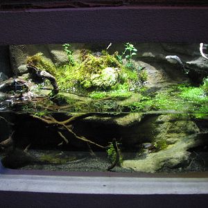 Animal Superheroes - Danube Crested Newt Exhibit