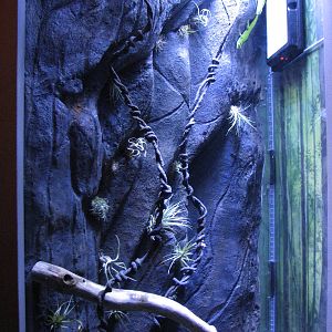 Animal Superheroes - Giant Day Gecko Exhibit