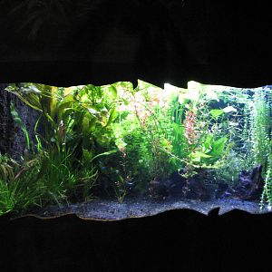 Journey to South America - Tetras and Discus Exhibit