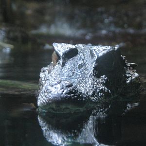 Journey to South America - Cuviers Dwarf Caiman