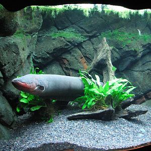 Journey to South America - Electric Eel