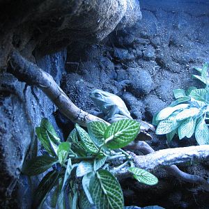 Journey to South America - Waxy Monkey Frog