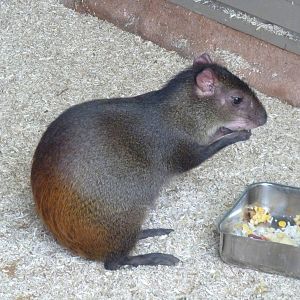 Agouti