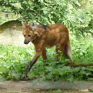 Maned Wolf