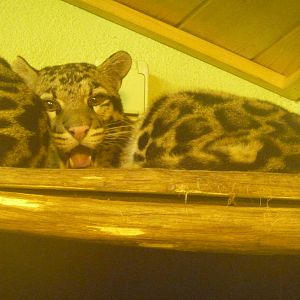 Clouded leopard