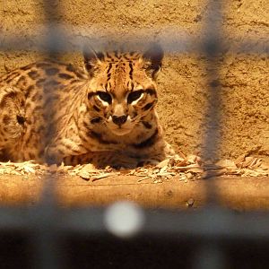 Ocelot
