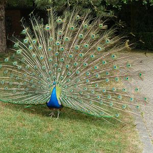 Peacock