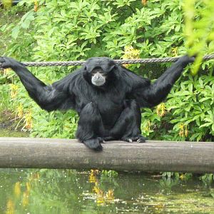 Siamang