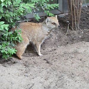 Yellow Mongoose