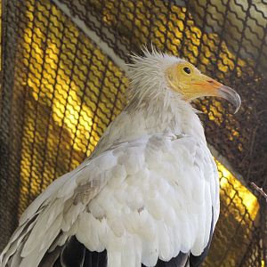 Egyptian vulture(tehran zoo)