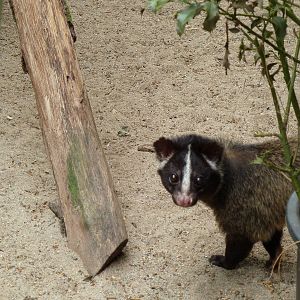 Masked palm civet