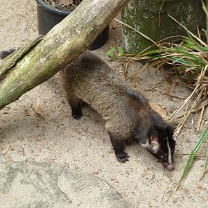 Masked palm civet