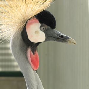 Crowned Crane(tehran zoo)