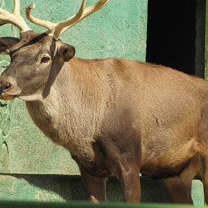 Cervus elaphus maral(caspian red deer)tehran zoo