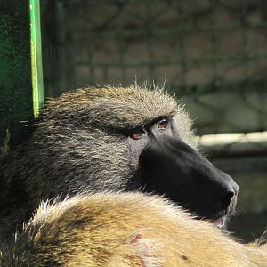Green baboon(tehran zoo)