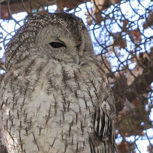 tawny owl(tehran zoo)