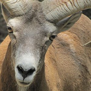 male alborze wild sheep 2 (tehran zoo)