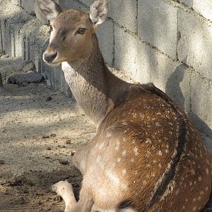 female persian fallow deer (tehran zoo)