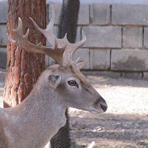 male persian fallow deer (tehran zoo)