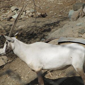 arabian oryx