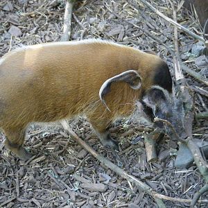 Noah-male Red River Hog