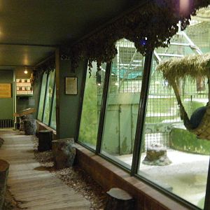 Gorilla indoor viewing area