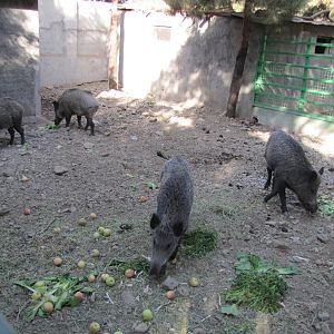 Wild boar enclosure(tehran zoo)