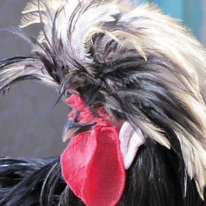 Pretty cock(tehran zoo)