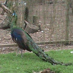 Javan green peafowl 300411