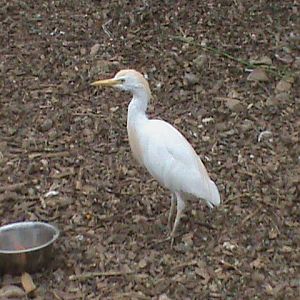 Cattle egret 300411