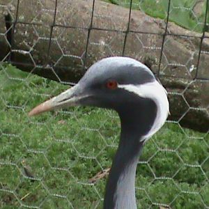 Demoiselle crane 300411