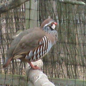 Red-legged partridge 300411