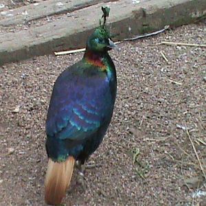 Himalayan monal 300411