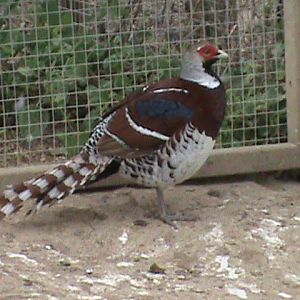 Elliots pheasant 300411