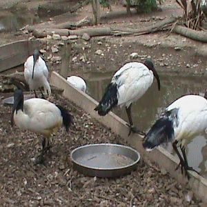 Sacred ibises 300411