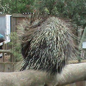 North American porcupine 300411