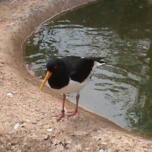 Eurasian oystercatcher 300411