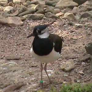 Northern lapwing 300411