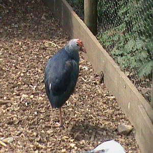 Purple swamphen 300411