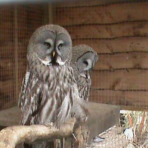 Great gray owls 300411