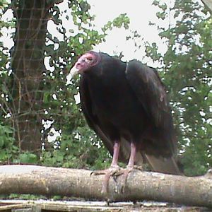 Turkey vulture 300411