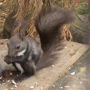 Japanese squirrel 300411