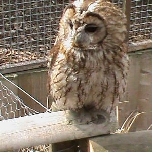 Tawny owl 300411