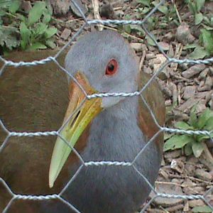 Giant wood-rail 300411