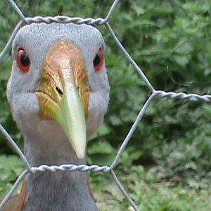 Giant wood-rail 300411