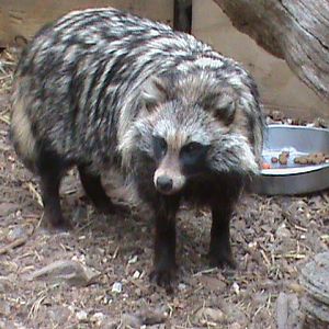 Raccoon dog 300411