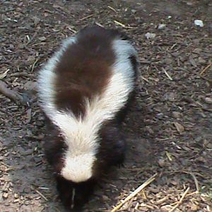 Striped skunk 300411