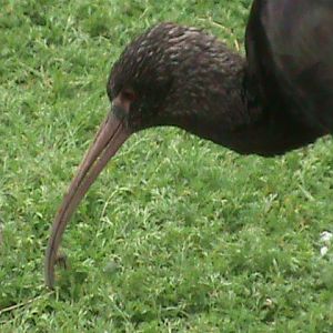 Puna ibis 300411