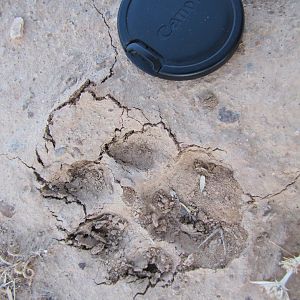 Cheetah footprint in habitat (Myandsht wildlife sanctuary in Iran)