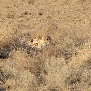 asiatic Cheetah camouflaged in the environment in iran